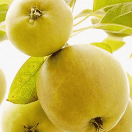 Яблоня Народное