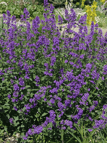 Котовник Фассена Chettle Blue