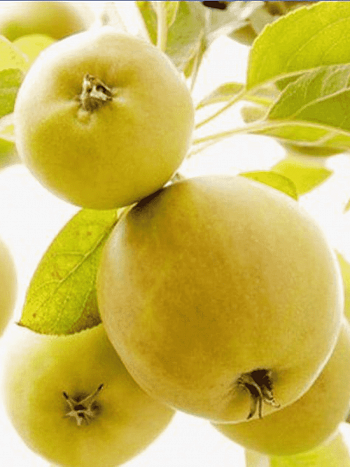 Яблоня Народное