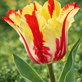 Тюльпан Tulipa Flaming Parrot