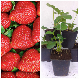 Земляника садовая Дестини НАБОР 5ШТ