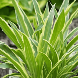 Хоста Sandhill Crane