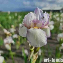 Ирис германский Doll Ribbons