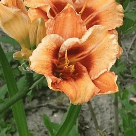 Лилейник Fruity Kiss