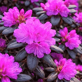 Рододендрон гибридный P.J.M. Elite