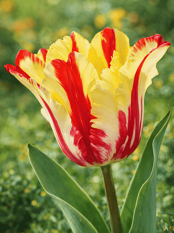 Тюльпан Tulipa Flaming Parrot