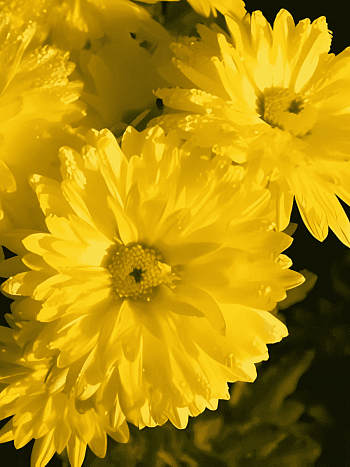 Хризантема корейская Цитрус