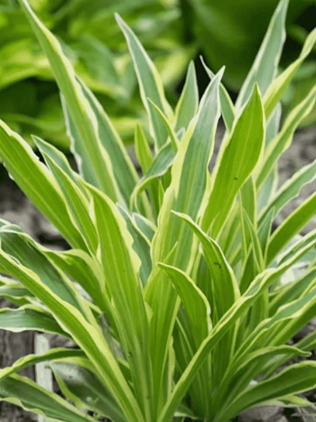 Хоста Sandhill Crane