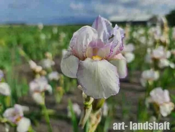 Ирис германский Doll Ribbons