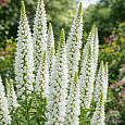 Вероника колосистая Alba