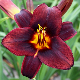 Лилейник гибридный Чоколит Кенди