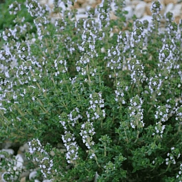 Тимьян обыкновенный