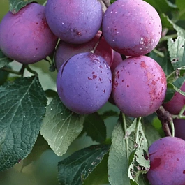 Слива домашняя Ренклод тамбовский