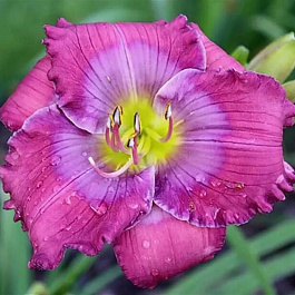 Лилейник гибридный Лавендер Блу Бэби