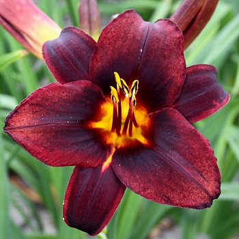 Лилейник гибридный Чоколит Кенди