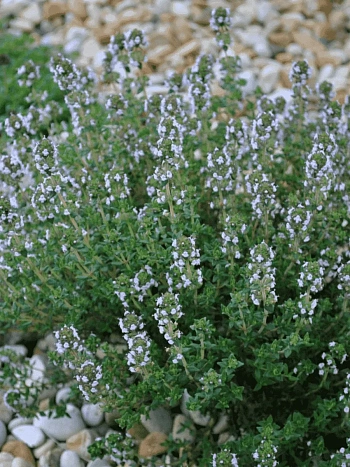 Тимьян обыкновенный