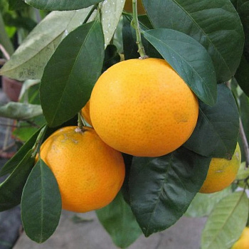 Цитрус Мандарин