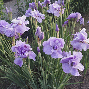 Ирис сибирский Империал Опал