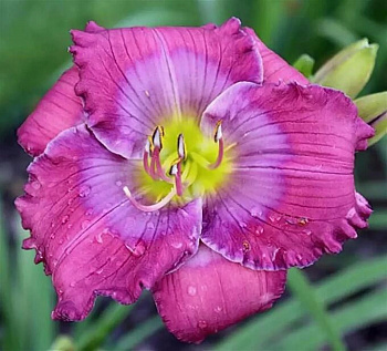 Лилейник гибридный Лавендер Блу Бэби