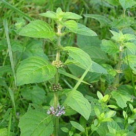Мята полевая Бананенминце