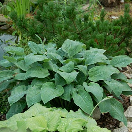 Хоста Мармелад Он Тост