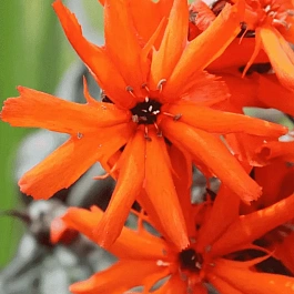 Лихнис гаагский Vesuvius