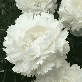 Пион Молочноцветковый Elsa Sass