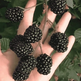 Ежевика садовая Triple Crown