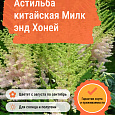 Астильба китайская Милк энд Хоней