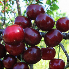 Вишня обыкновенная Ходоса (Дюк)