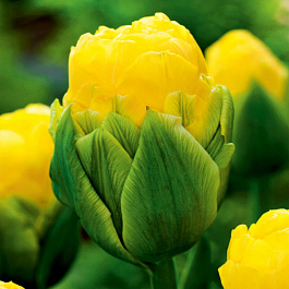 Тюльпан махровый поздний Ванилла Куп НАБОР 2ШТ (5+5)