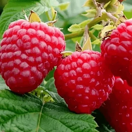 Малина обыкновенная Imara