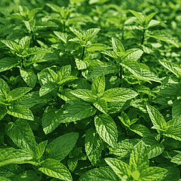Мята перечная Nigra