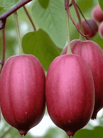 Актинидия Аргута Purpurna Sadowa