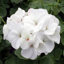 Пеларгония зональная Мультиблум Вайт
