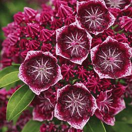 Кальмия широколистная Keepsake