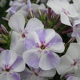 Флокс метельчатый Флэйм Блу