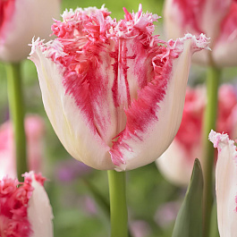 Тюльпан бахромчатый Неглеже