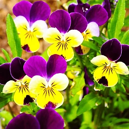 Виола рогатая HELEN MOUNT