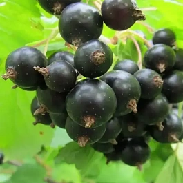 Смородина черная Загадка