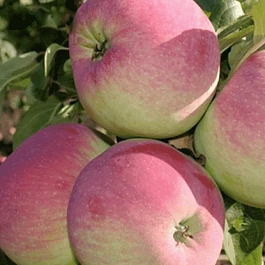 Яблоня Свежесть