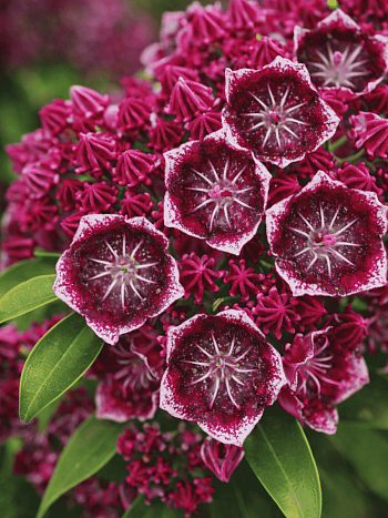 Кальмия широколистная Keepsake