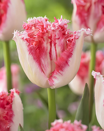 Тюльпан бахромчатый Неглеже