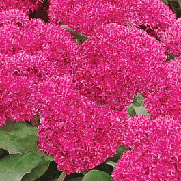 Очиток видный Birthday Party