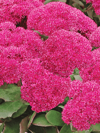 Очиток видный Birthday Party