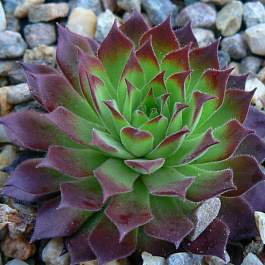 Молодило горное