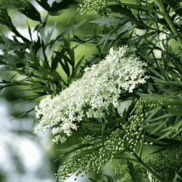 Бузина черная Laciniata