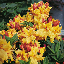 Азалия гибридная Санте Нектарин