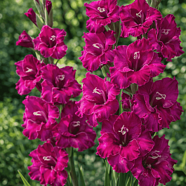 Гладиолус Manuela