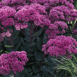 Очиток видный Thunderhead